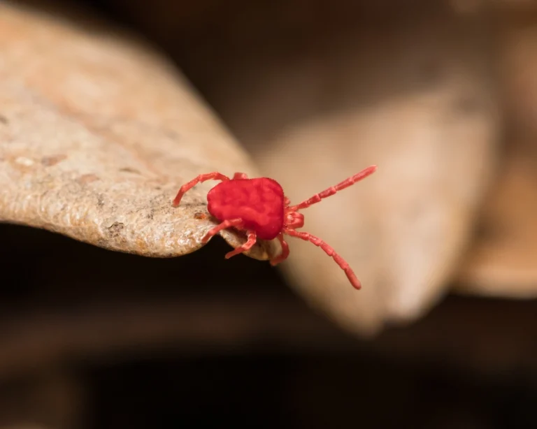 a red clover mite on a brown dried leaf