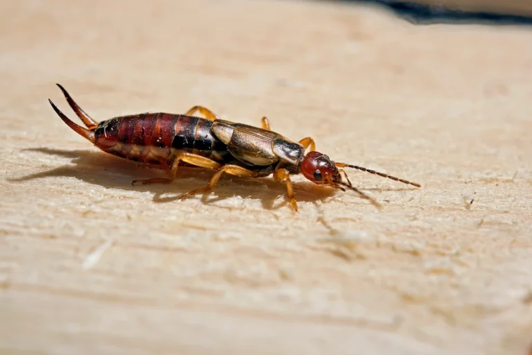 an Earwig on a piece wood