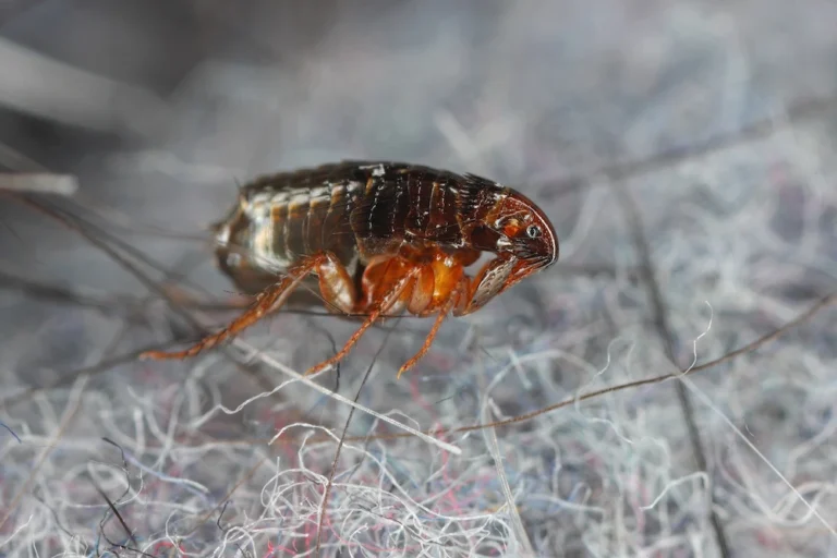 a closeup of a flea