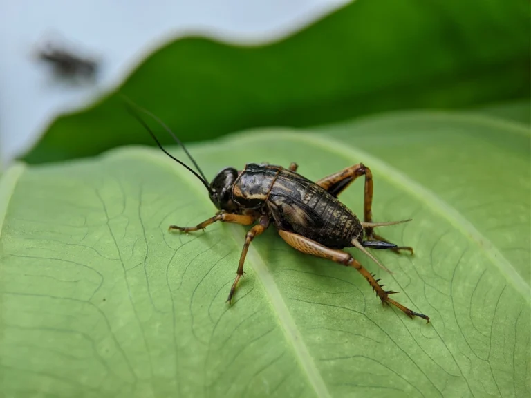 a house cricket on a leaf