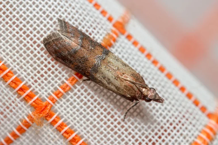 an Indian moth on a piece of cloth