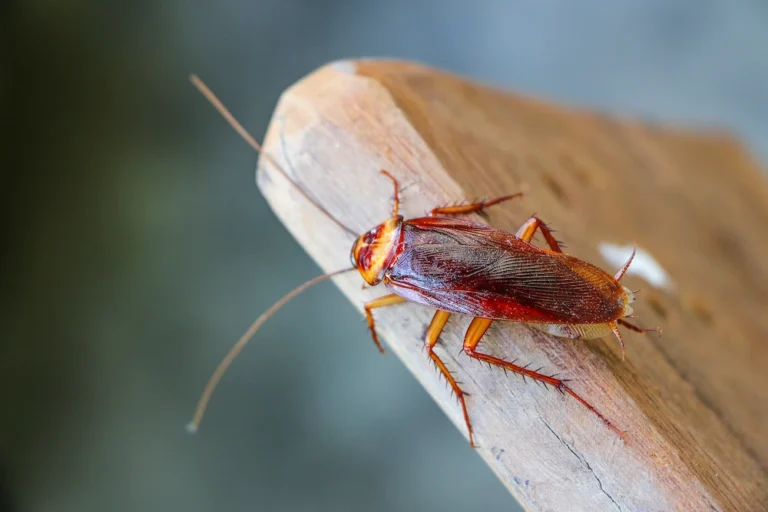 a closeup of a cockroach on a piece of wood