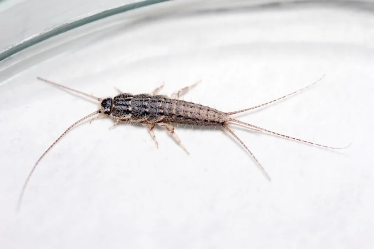 a closeup of a silverfish