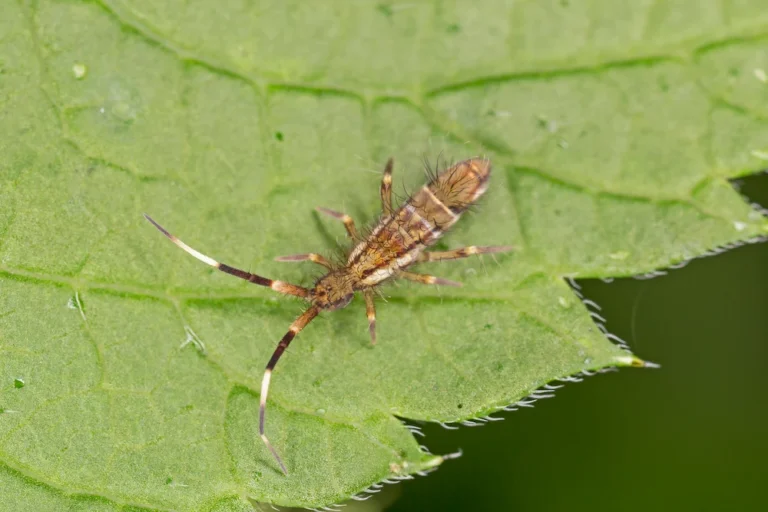 a springtail on a leaf