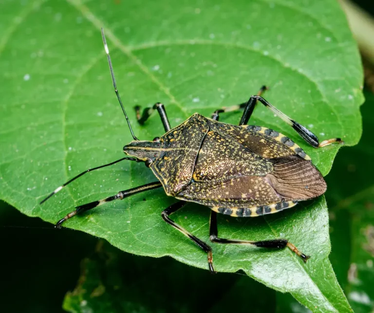 a stink bug on a leaf