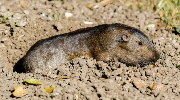 Gopher rodent control