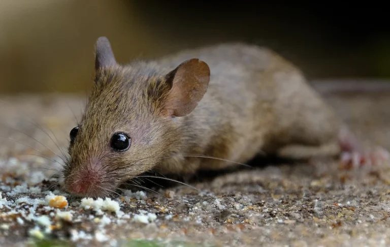 a house mouse feeding on food crumbs