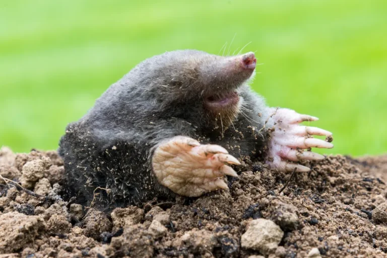 mole rodent coming out of a whole control