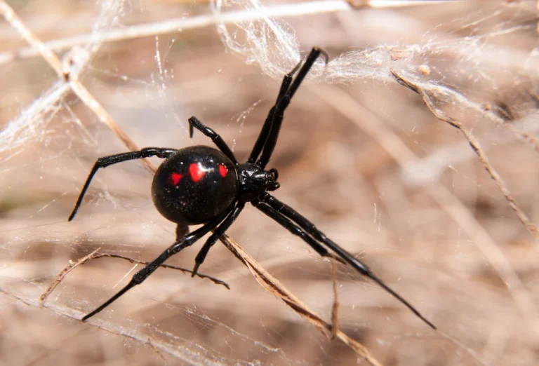 a spider on its web