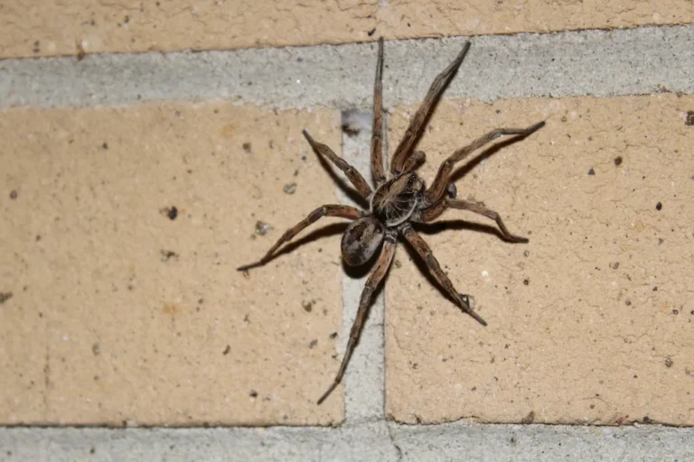 Wolf Spider on a brick wall