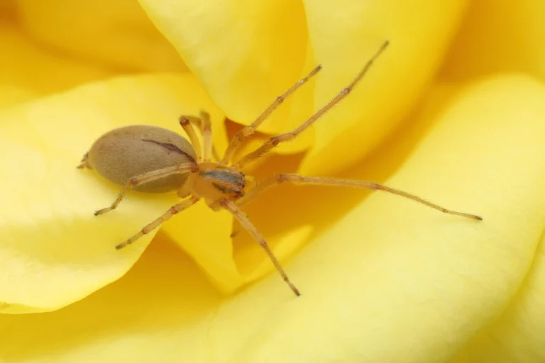 a yellow sac spider