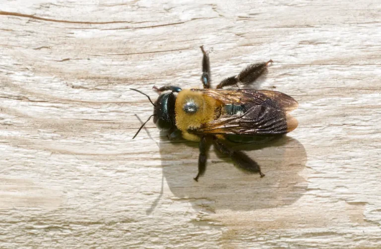 a carpenter bee