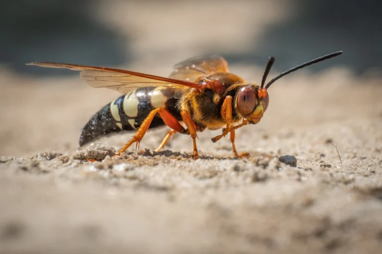 a cicada killer on a pavement