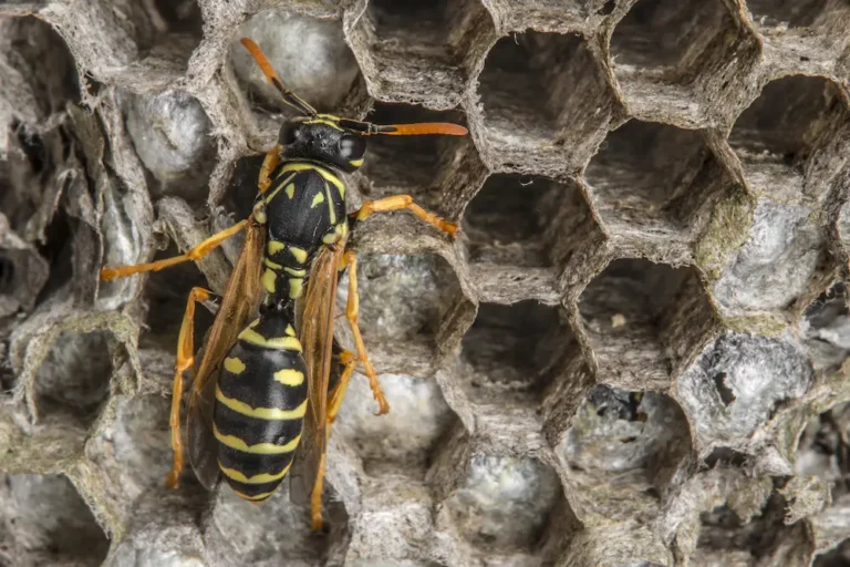 a wasp on its nest