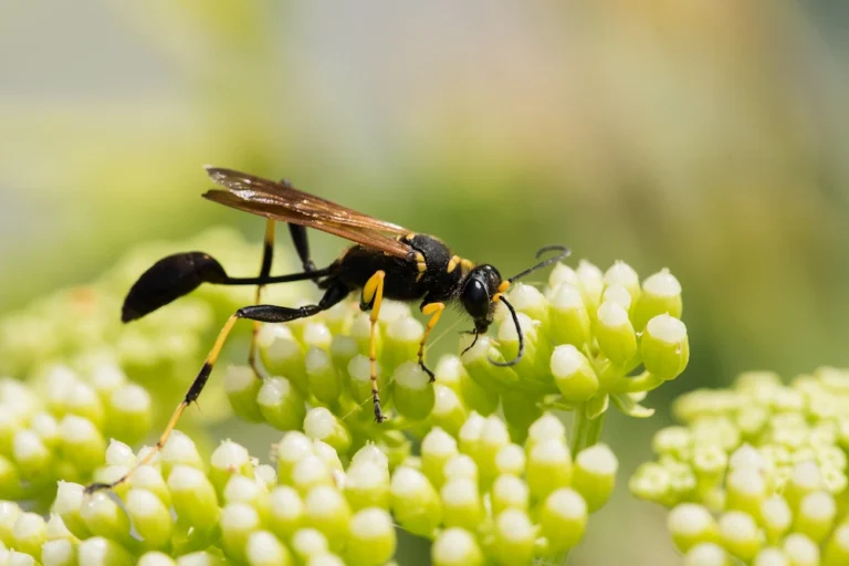 a mud dauber on a flower