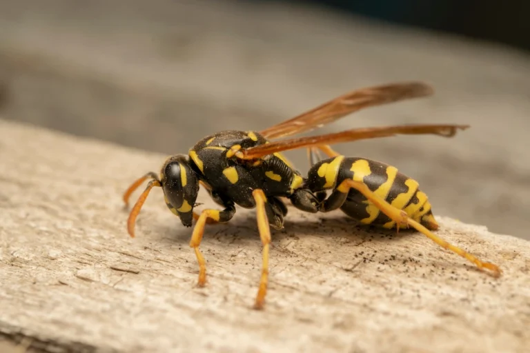 A paper wasp on a piece of wood