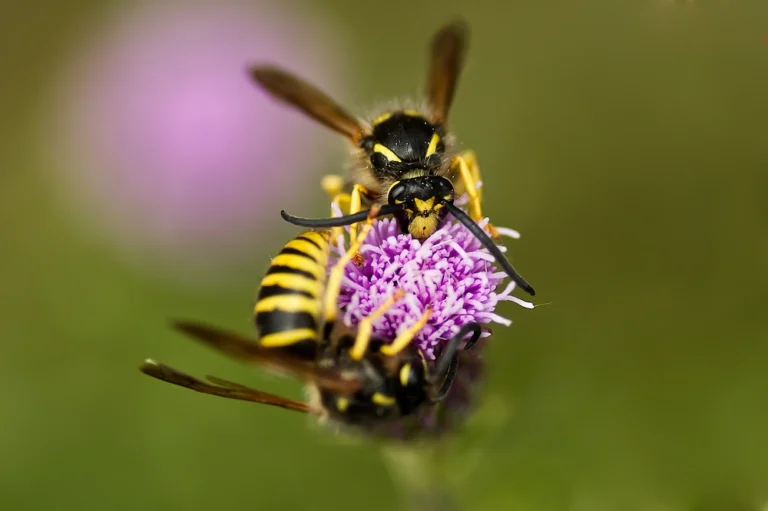 a yellow jacket on a flower