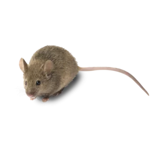 a photo of a brown rat