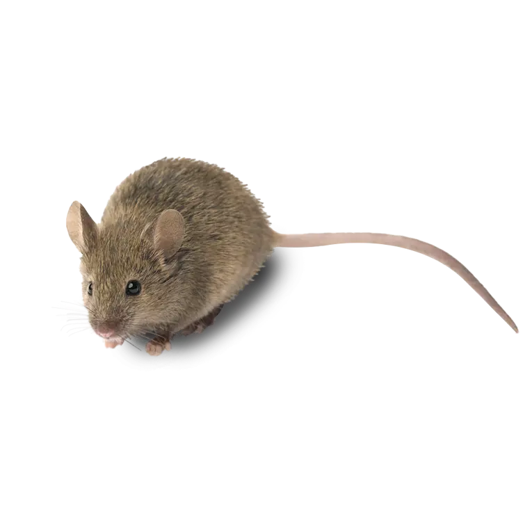 a photo of a brown rat