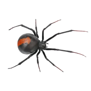 a closed up photo of a black spider with an orange strip on its back