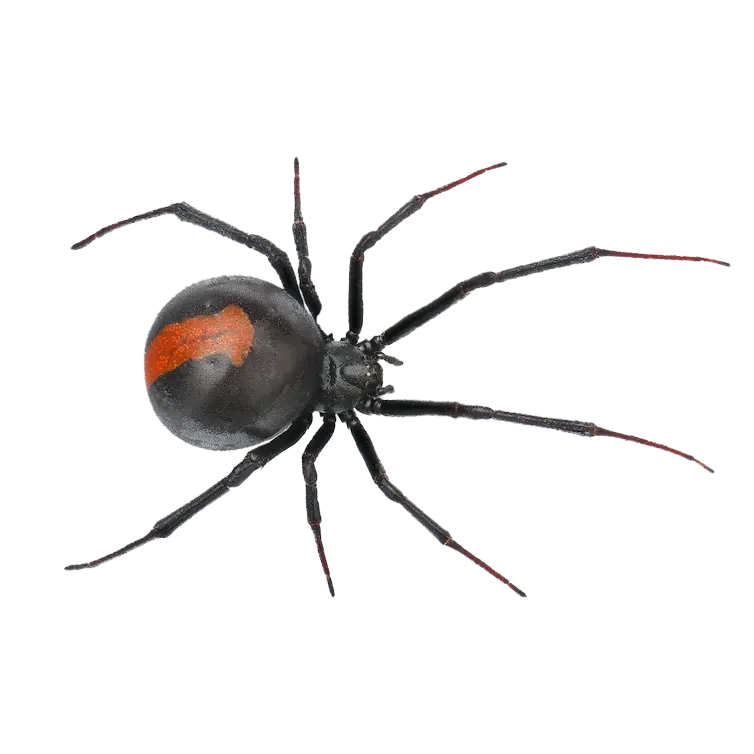 a closed up photo of a black spider with an orange strip on its back