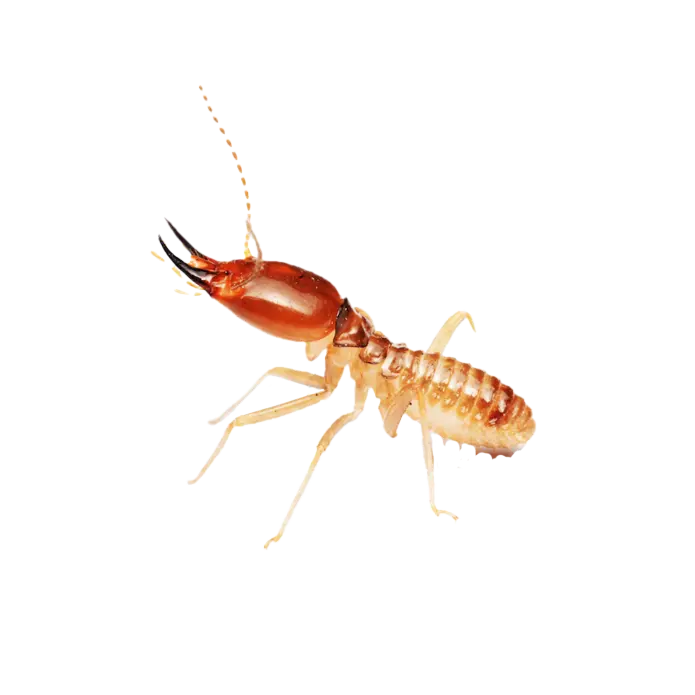 a closed up photo of a termite