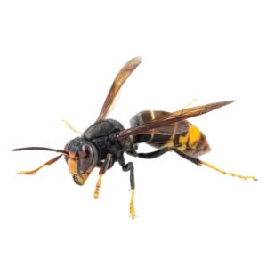 a picture of a stinging insect a wasp