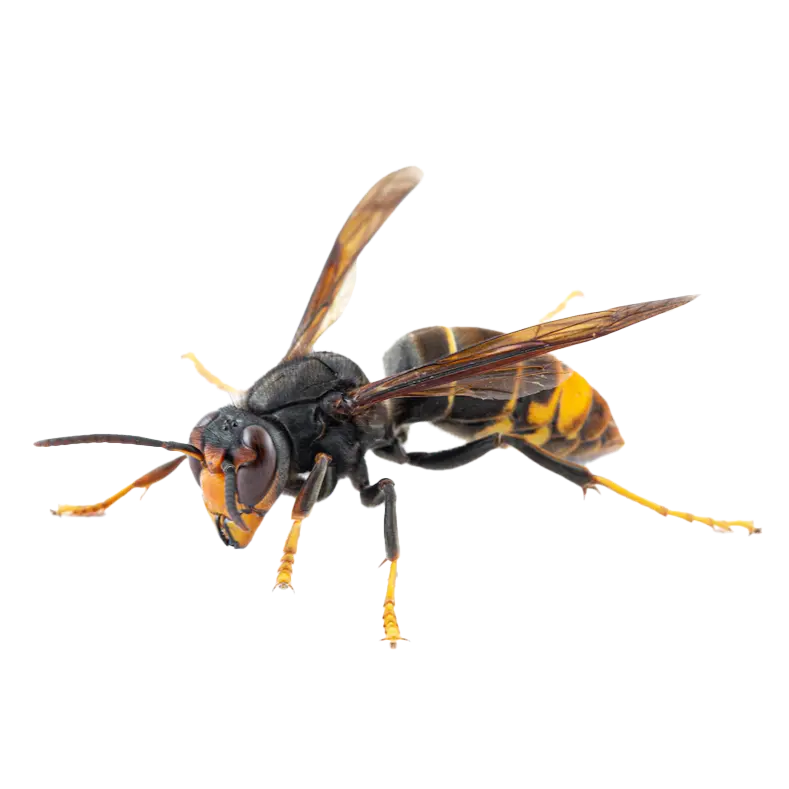 a picture of a stinging insect a wasp