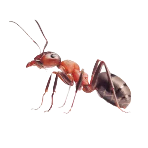 a closed up photo of an ant