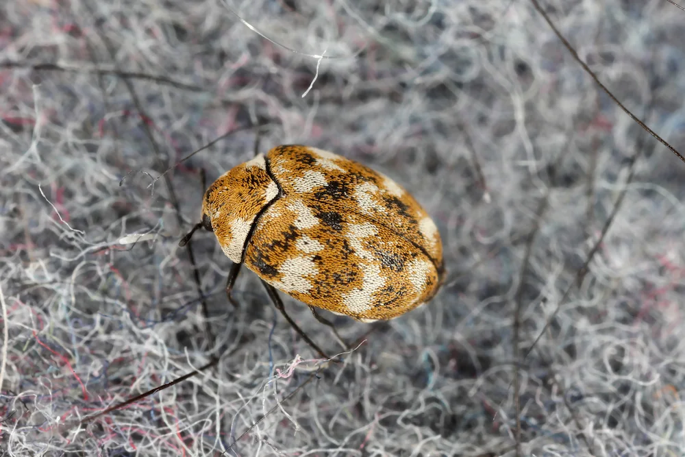 Carpet beetles