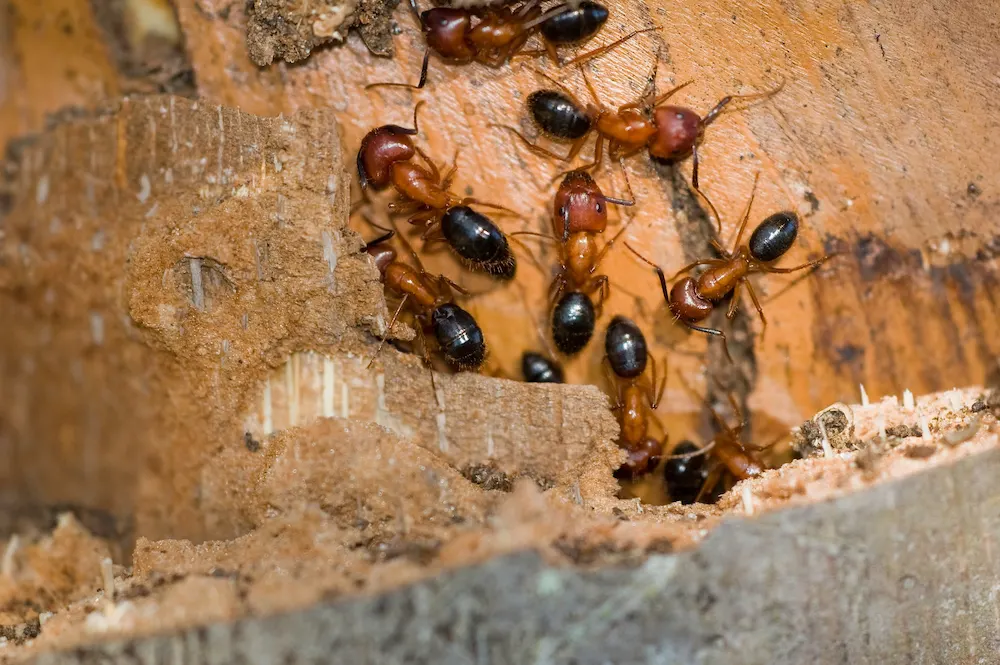 carpenter basics Carpenter Ants are No Joke