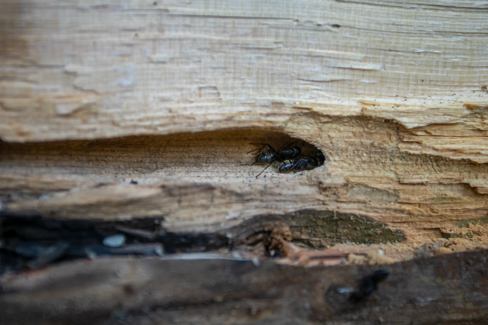 carpenter damage Carpenter Ants are No Joke