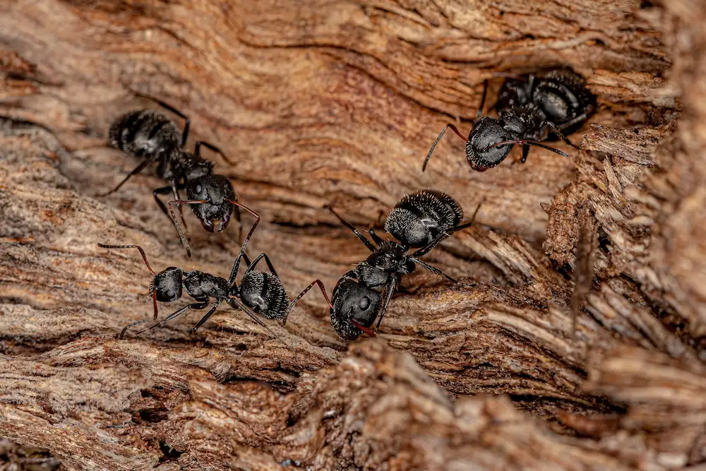 carpenter like to live Carpenter Ants are No Joke
