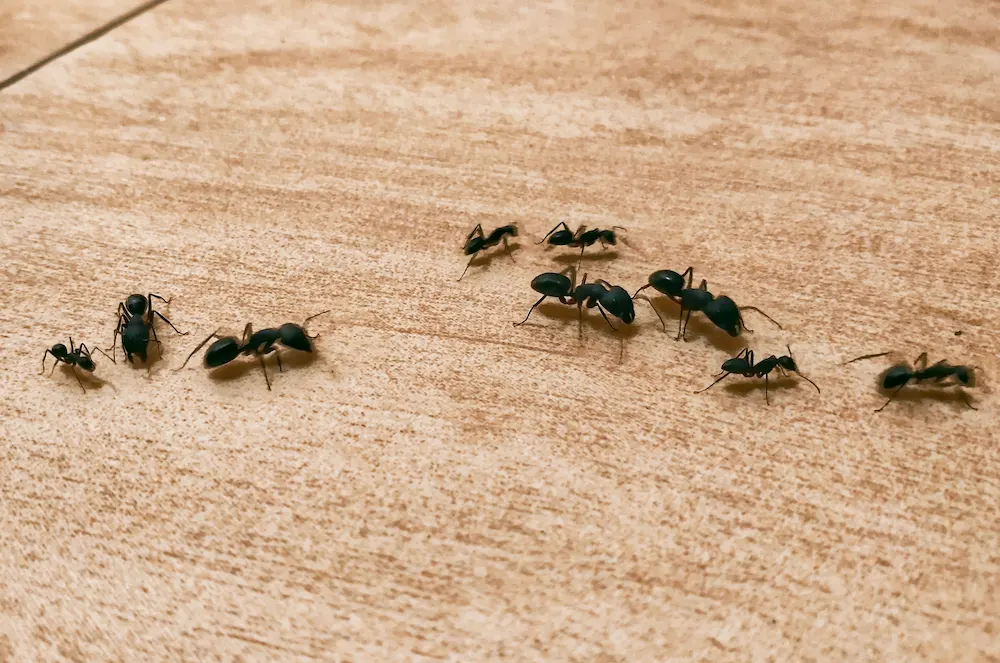 carpenter satellite Carpenter Ants are No Joke