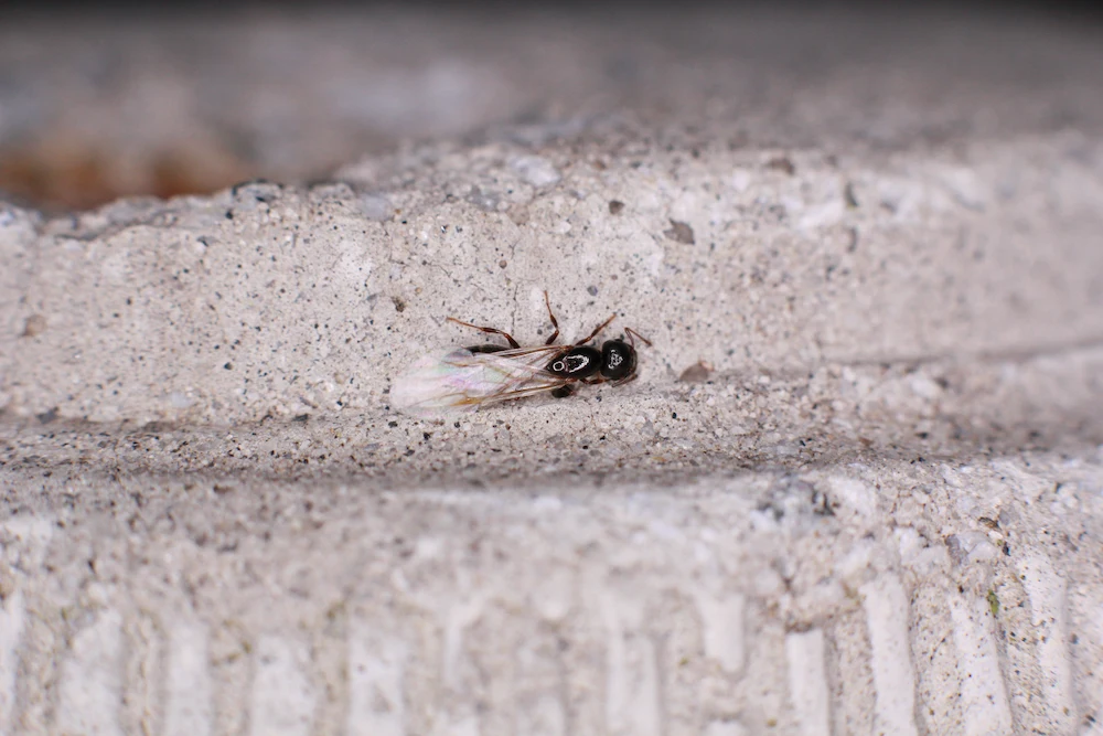 carpenter swarmers Carpenter Ants are No Joke