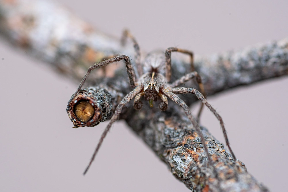 hobo dangerous Are Hobo Spiders Actually Dangerous?