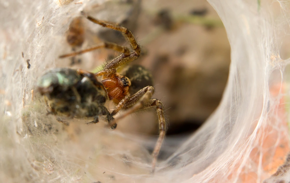 hobo habitat Are Hobo Spiders Actually Dangerous?
