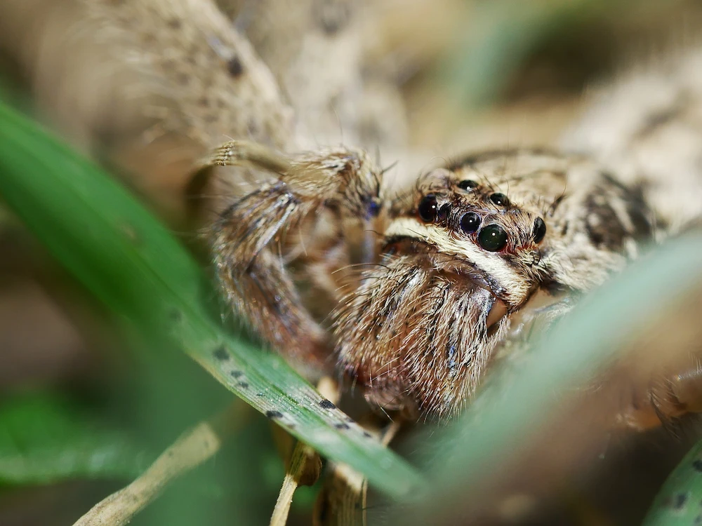 hobo habits Are Hobo Spiders Actually Dangerous?