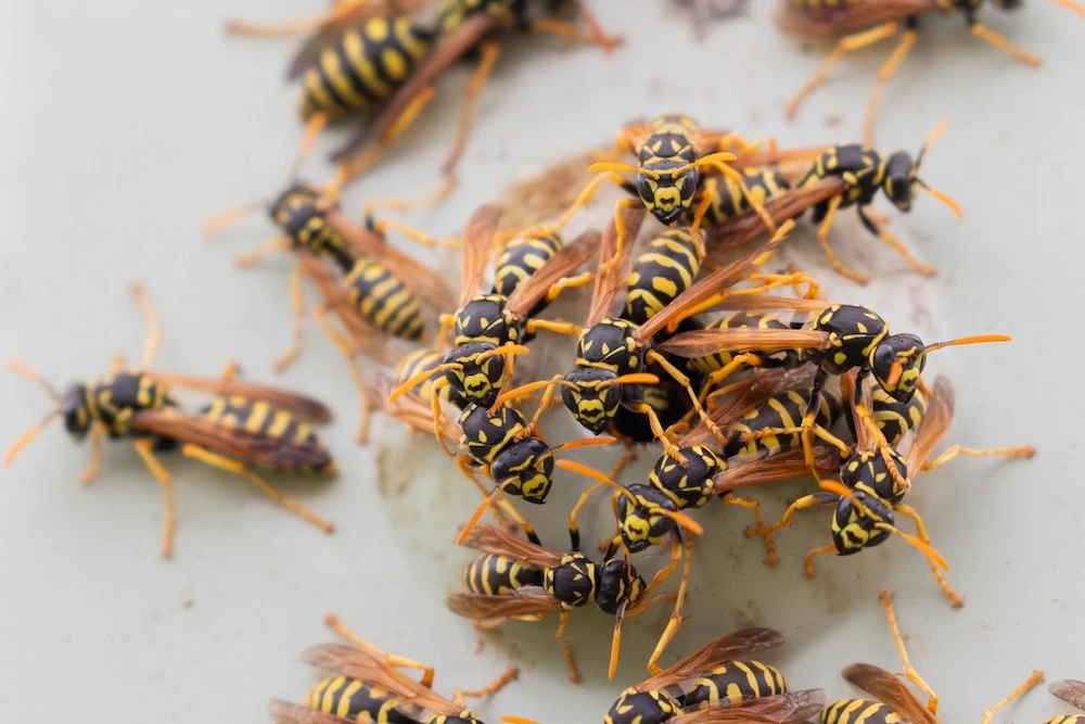 Yellow jackets