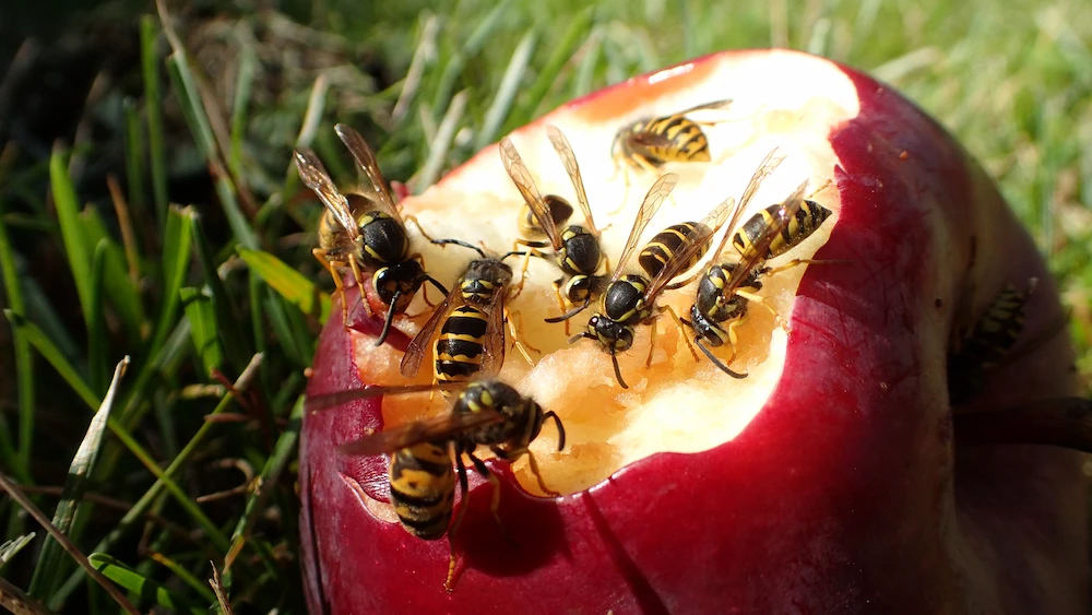 sting diet Spring Stingers: Honey Bees vs. Yellow Jackets