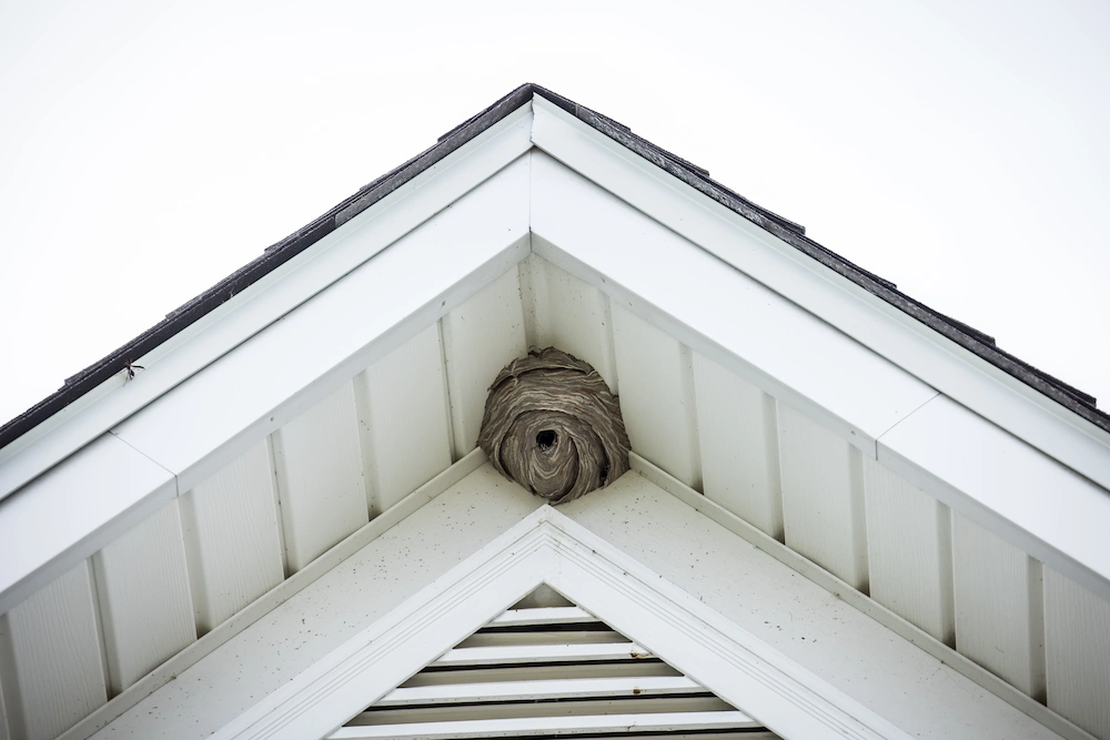 summer nests The Ultimate Guide to PNW Summer Pest Control