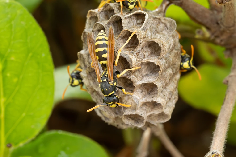 summer pests The Ultimate Guide to PNW Summer Pest Control