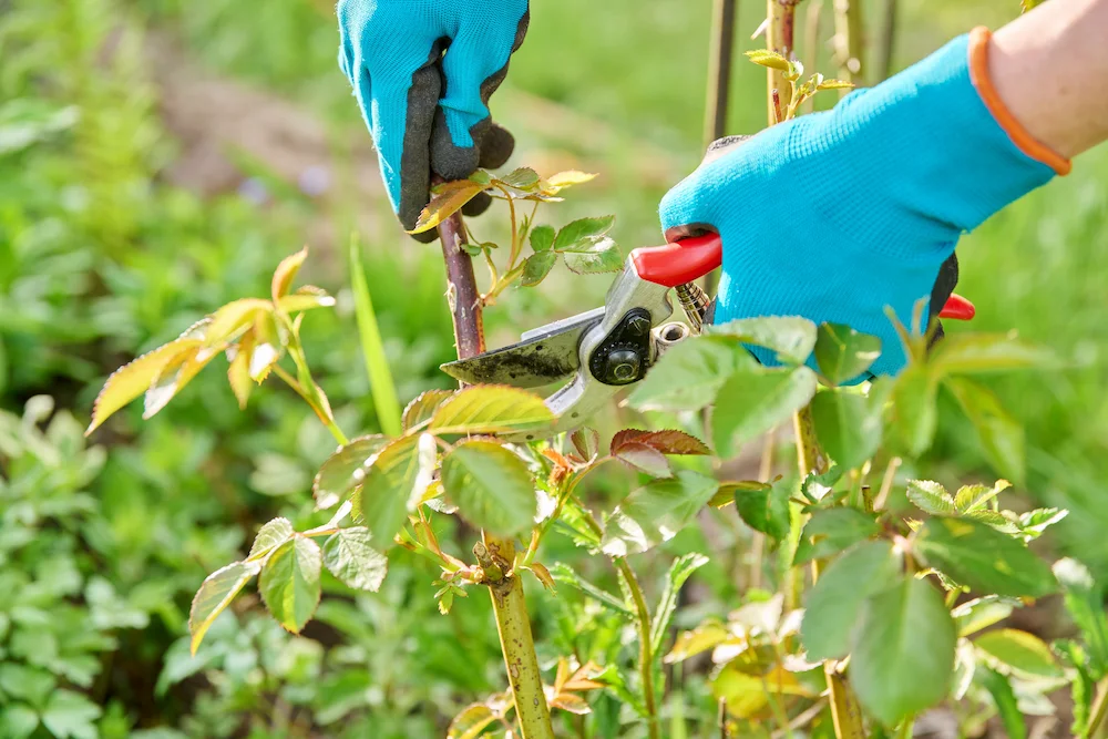 summer yard The Ultimate Guide to PNW Summer Pest Control