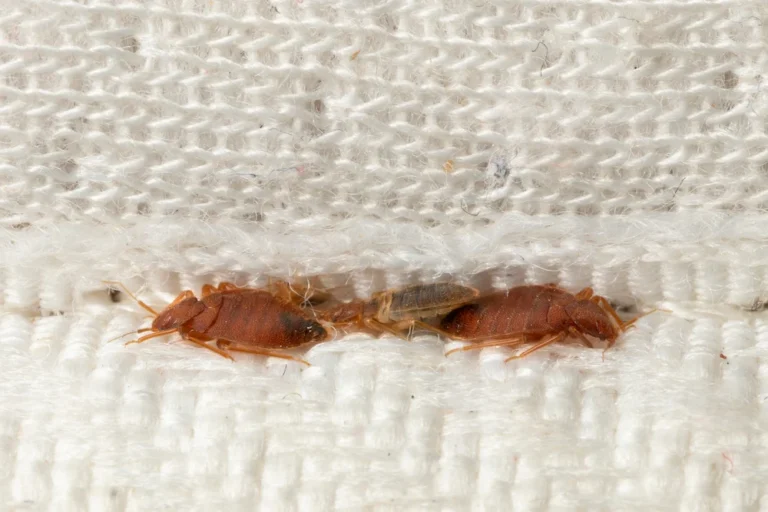bed bugs in a mattress