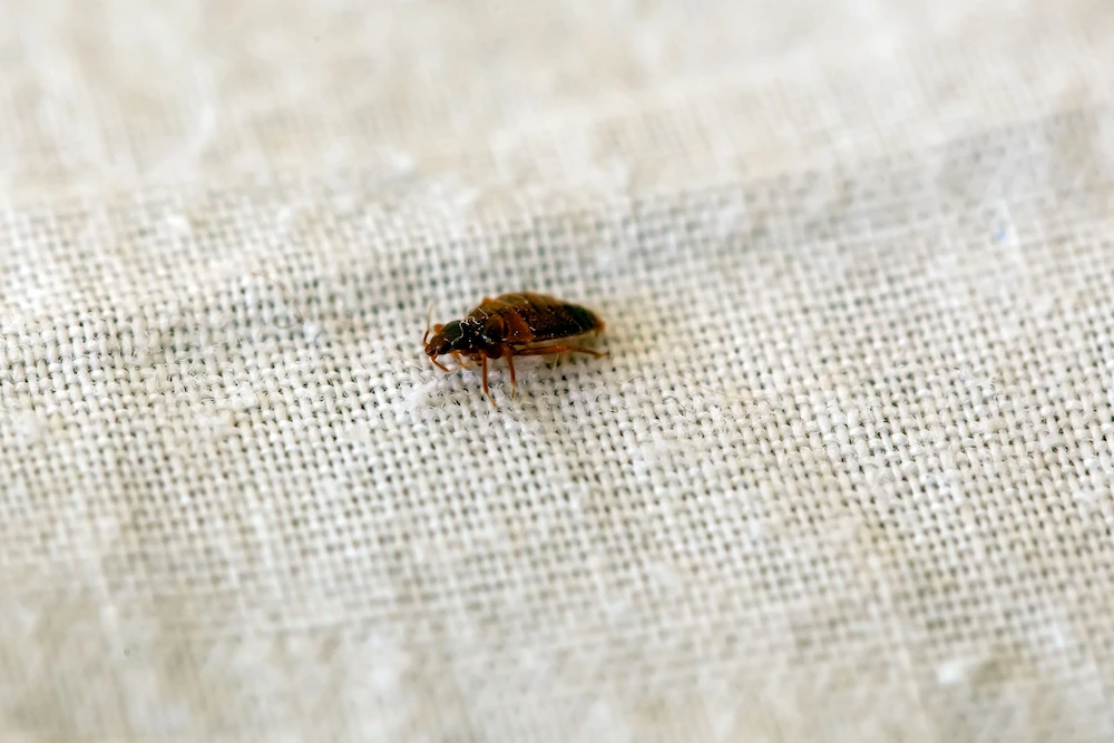 bed bugs signs How to Prevent Bed Bugs During Travel