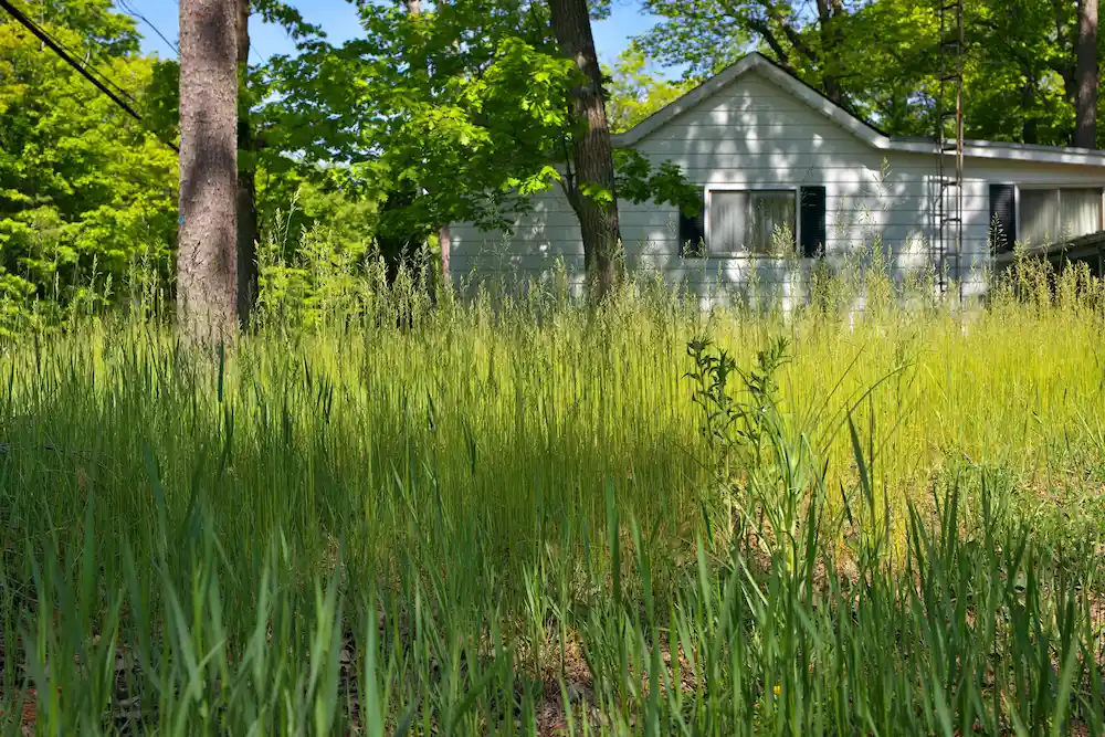 ants overgrown Got Ants? These are the 8 Possible Reasons Why…