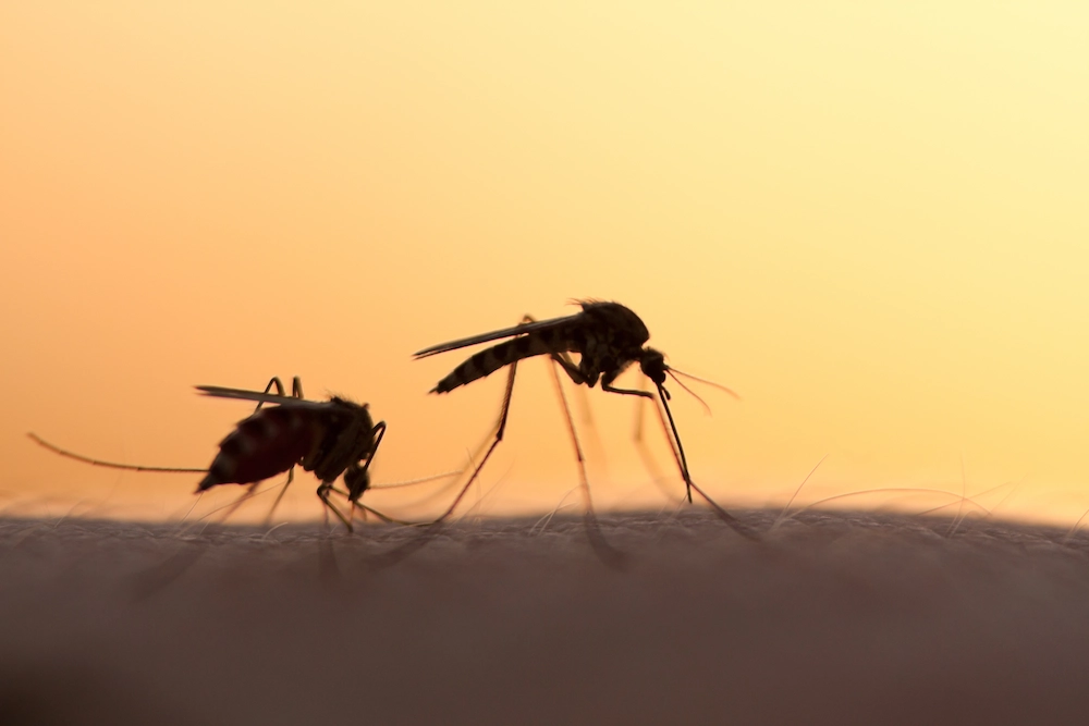 mosquitoes