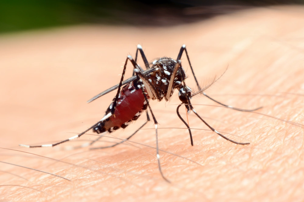 mosquito malaria How Do Mosquitoes Transmit Diseases?