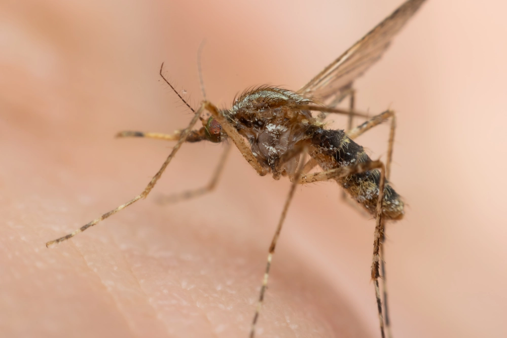 mosquito process How Do Mosquitoes Transmit Diseases?
