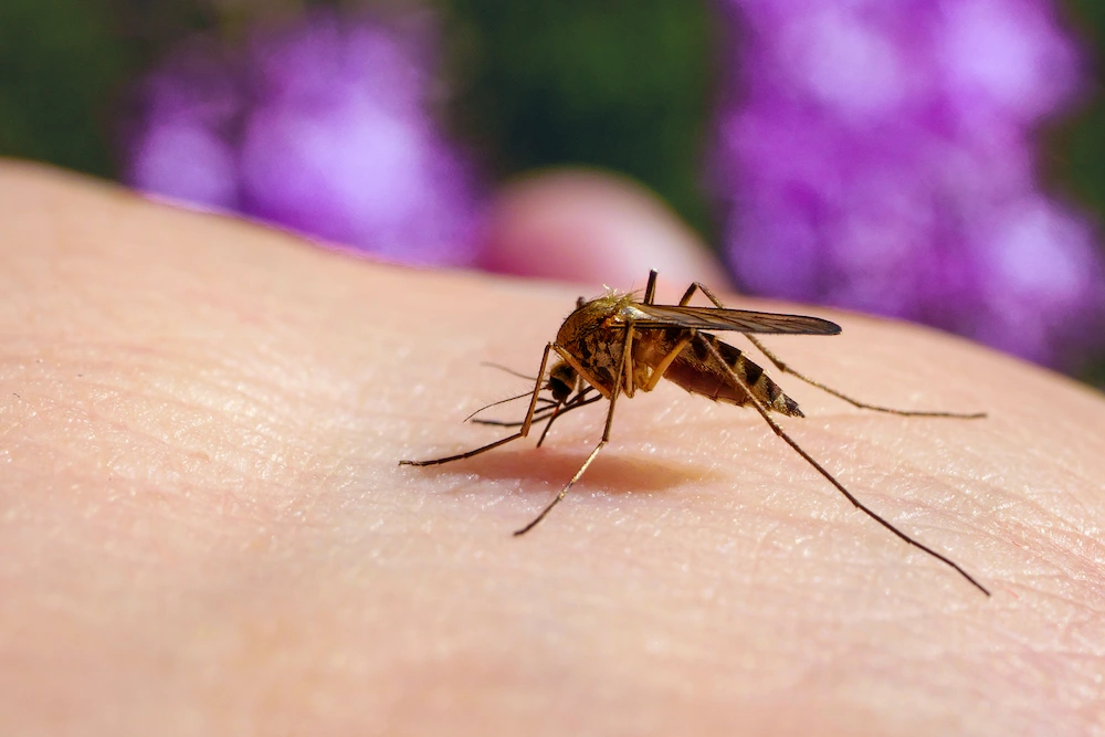 mosquito wee How Do Mosquitoes Transmit Diseases?